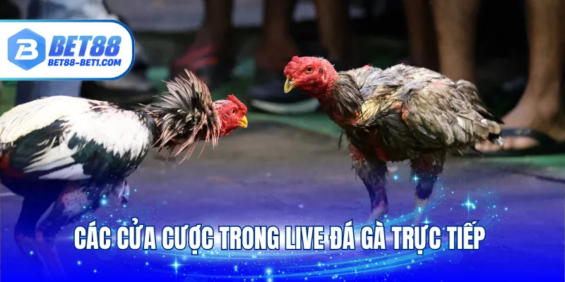 Các cửa cược trong live đá gà trực tiếp